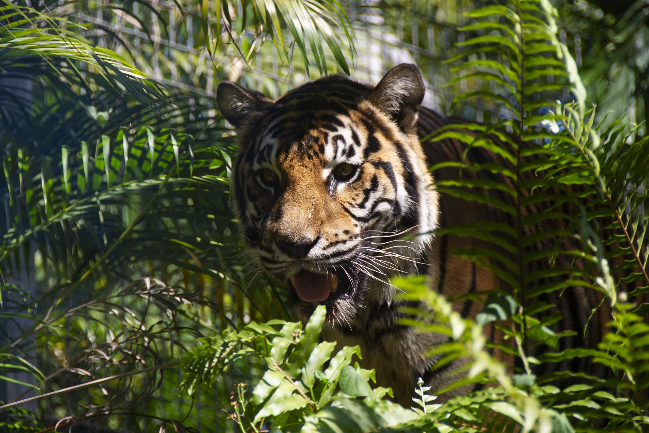 Tiger Battalion commemorates Battle of Binh Ba with induction of new mascot