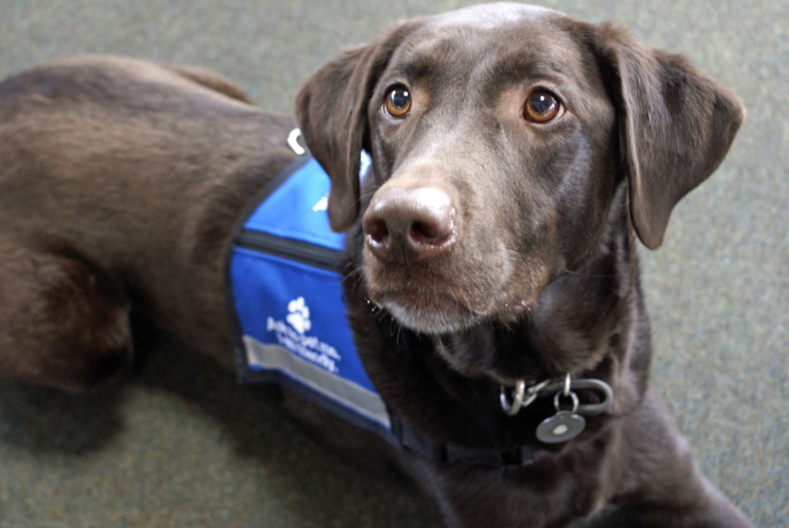 Veteran-founded organisation delivers first assistance dog